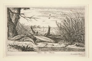 The Loach, from the second part of the Fresh Water Fish series by Albert Flamen