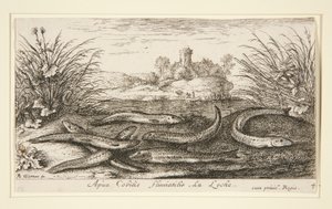 The Minnow, from the second part of the Fresh Water Fish series by Albert Flamen