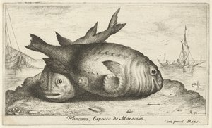 Two Porpoises on the Beach (Phocana, Espesce de Marsoüin) by Albert Flamen