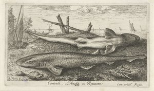 Two Dogfish on the Beach