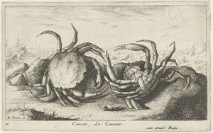 Two Crabs on the Beach (Fish and Other Sea Creatures - Saltwater First Series)
