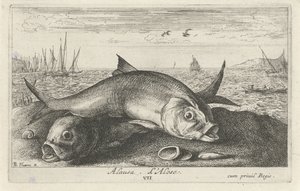Two Shad on the Beach
