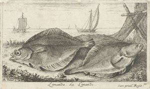 Two Flounders on the Beach