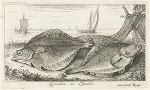 Two Flounders on the Beach