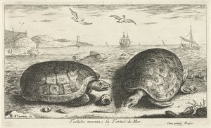 Two Turtles on the Beach