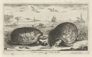 Two Turtles on the Beach by Albert Flamen