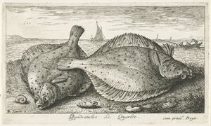 Two Plaice on the Beach (series title: Fish and Other Sea Creatures - Saltwater Third Series)