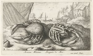 Two Spider Crabs by a Fishing Net (Saltwater Series)