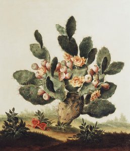 Still Life of a Cactus