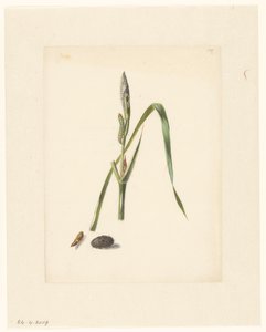 Study of Iris with Caterpillar, Below a Cocoon and Enclosed Caterpillar