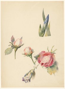 Study Sheet with Three Roses and an Iris by Albertus Steenbergen