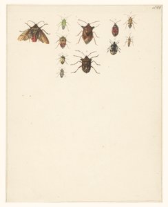 Study Sheet with Eleven Different Beetles by Albertus Steenbergen