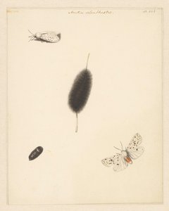 Study Sheet with Caterpillar, Cocoon, and Moth with Spread Wings of the Aretia Menthastri by Albertus Steenbergen