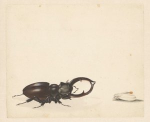 Study Sheet with Stag Beetle and Newly Emerged Moth by Albertus Steenbergen