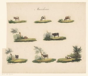 Cows in Landscape