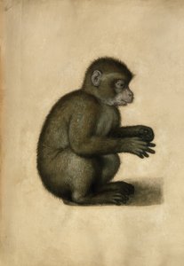 Monkey by Albrecht Dürer