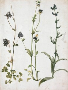 Akelei, Stiefmütterchen und Ochsenzunge