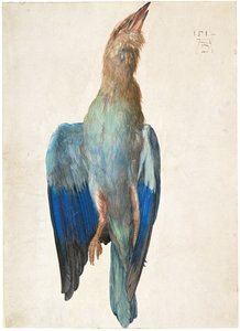 Dead Blue Roller, 1500 or 1512 by Albrecht Dürer