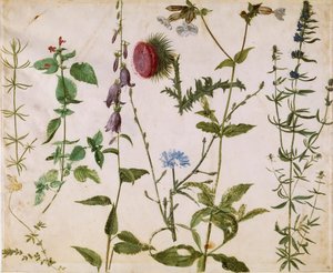 Eight Studies of Wild Flowers by Albrecht Dürer