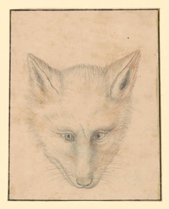 Fox Head, Front View by Albrecht Dürer