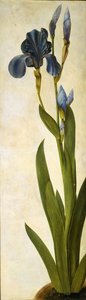 Iris troiana by Albrecht Dürer