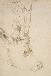 Head of a Roe Deer, c. 1503