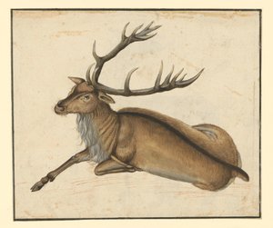 Lying Deer, to the Left by Albrecht Dürer