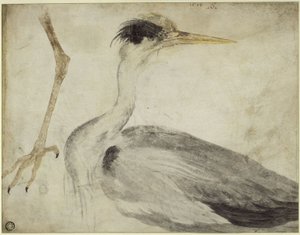 Heron by Albrecht Dürer