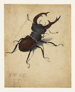Stag Beetle by Albrecht Dürer