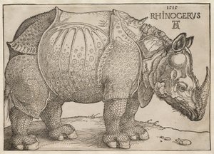The Rhinoceros by Albrecht Dürer