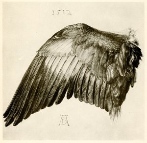 Wing of a Blue Roller by Albrecht Dürer