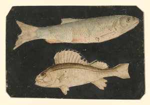 Two Fish on Top of Each Other (Trout and Knorrfish) by Albrecht Dürer