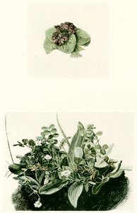 Violets