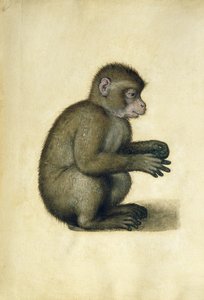 A Monkey by Albrecht Dürer