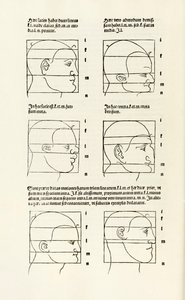 Proportions of the Human Head from 