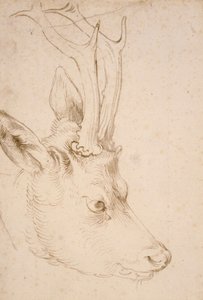 Head of a Roebuck - Drawing by Albrecht Durer