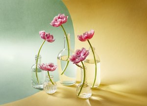 Soft Pink Tulips by Alena