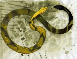 Fabulous creature: representation of an Amphisbene, snake with two heads by Alessandro Lonati