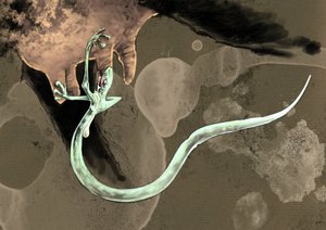 Representation of a Tatzelworm
