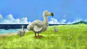 Representation of the Extinct Dodo Bird (illustration) by Alessandro Lonati