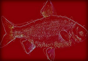 Fish V