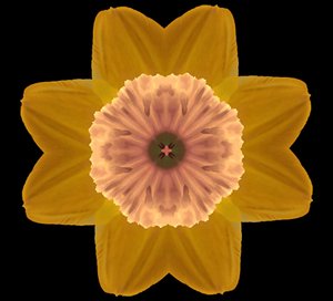 Symmetry by Alex Caminker