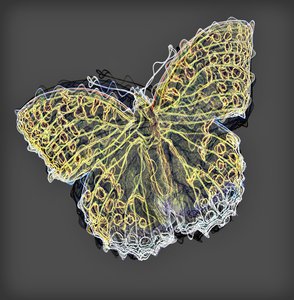 Butterfly 9 by Alex Caminker
