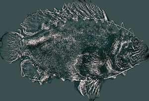 Fish in Green