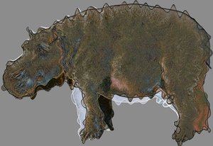 Hippo by Alex Caminker