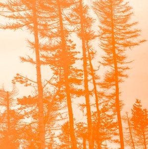 If the Trees Were Orange by Alex Caminker