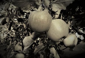 Natural Objects