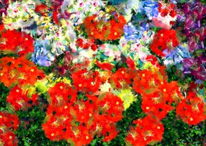Poppy