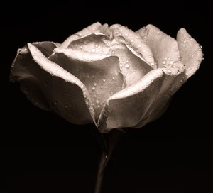 Rose by Alex Caminker