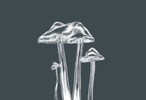 Silver Mushrooms